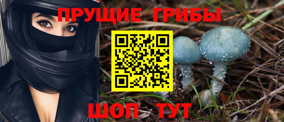 Псилоцибиновые грибы Cubensis Фролово
